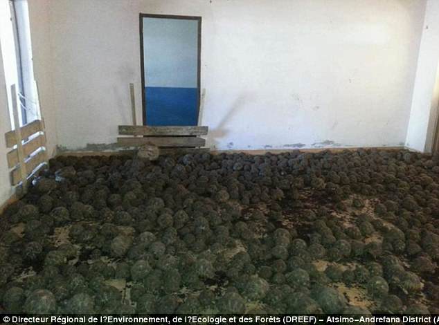 Περίπου 10.000 κλεμμένες και πολύ σπάνιες χελώνες βρέθηκαν μέσα σε σπίτι