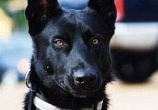 Συμμορία έσυρε αστυνομικό στο δάσος για να τον σκοτώσει αλλά δεν υπολόγισε τον αστυνομικό σκύλο