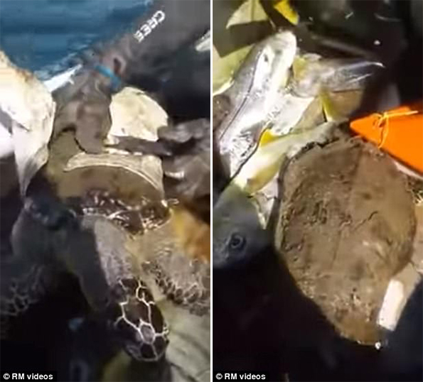 Δύτες έσωσαν χελώνα από πλαστικό δοχείο που είχε παραμορφώσει το καβούκι της