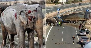 Ένας ελέφαντας τσίρκου πέθανε και άλλοι 4 τραυματίστηκαν όταν αναποδογύρισε το φορτηγό που τους μετέφερε