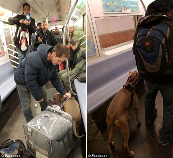 Πιτ μπουλ επιτέθηκε και δάγκωσε γυναίκα μέσα στο μετρό της Νέας Υόρκης