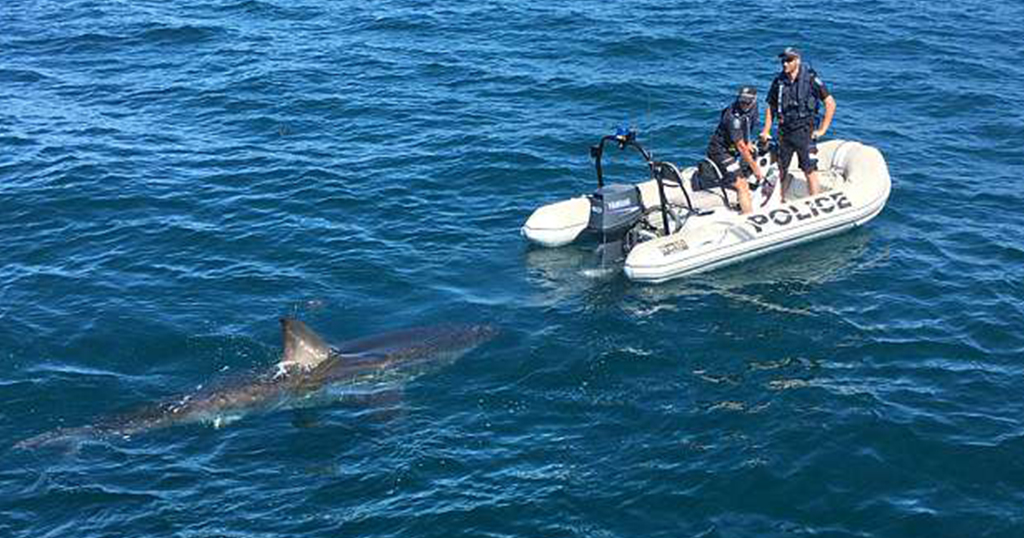 Η τρομακτική στιγμή που λευκός καρχαρίας περικυκλώνει σκάφος της αστυνομίας στην Αυστραλία