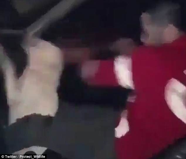 Άντρας χτυπάει επανειλημμένα ανυπεράσπιστο σκύλο στο κεφάλι ενώ οι φίλοι τον τραβάνε βίντεο