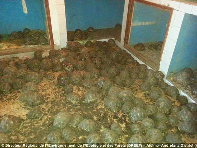 Περίπου 10.000 κλεμμένες και πολύ σπάνιες χελώνες βρέθηκαν μέσα σε σπίτι