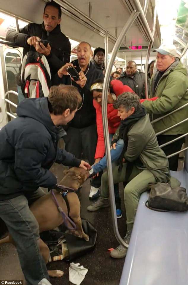 Πιτ μπουλ επιτέθηκε και δάγκωσε γυναίκα μέσα στο μετρό της Νέας Υόρκης