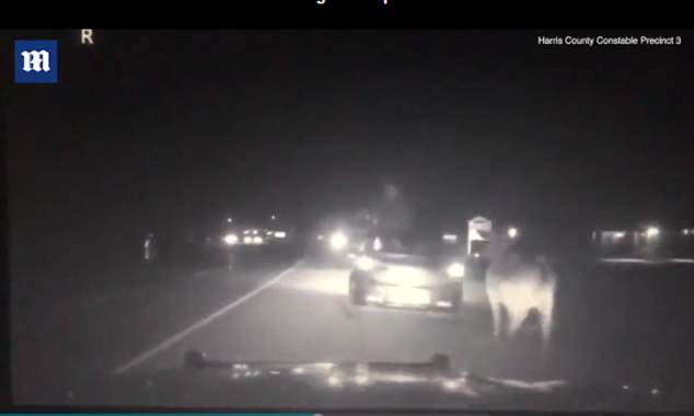 Κάμερα καταγράφει την στιγμή που μια αγελάδα κυνηγάει έναν αστυνομικό