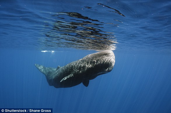Φάλαινα βρέθηκε νεκρή λόγω πλαστικών που είχε καταπιεί σε ακτή της Ισπανίας