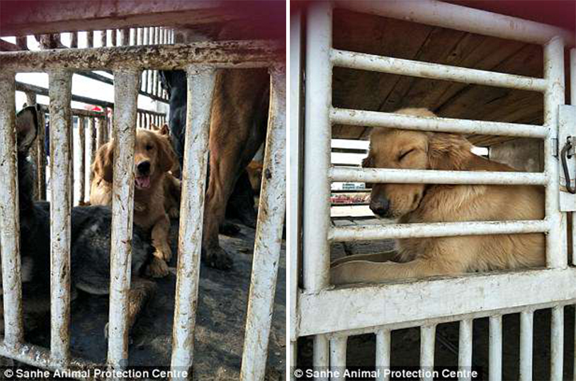 Σκύλος κλαίει μετά την διάσωσή του από αγορά κρέατος στην Κίνα