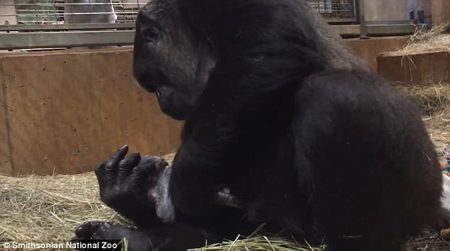 Mαμά γορίλας αγκαλιάζει και φιλάει τον νεογέννητο γιο της