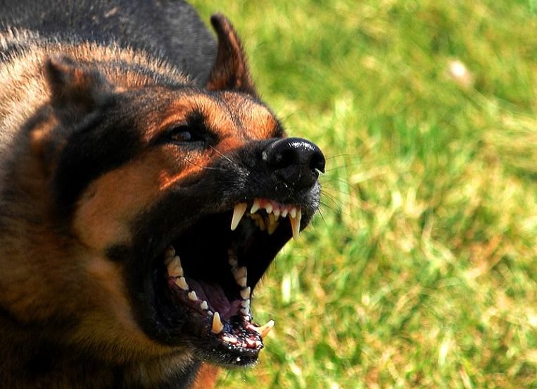 Mυστηριώδες πλάσμα 2 μέτρων σκότωσε 2 σκυλιά στην Αργεντινή