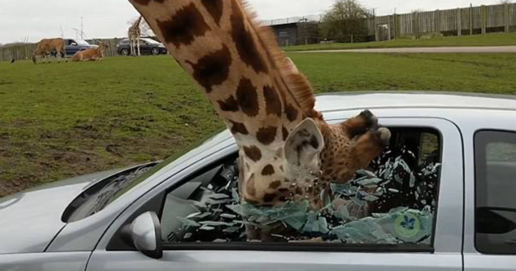 Καμηλοπάρδαλη έσπασε παράθυρο αμαξιού όταν ζευγάρι πήγε να το κλείσει