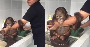 Μωρό ουρακοτάγκος κρατάει το χέρι της γυναίκας που τον κάνει μπάνιο