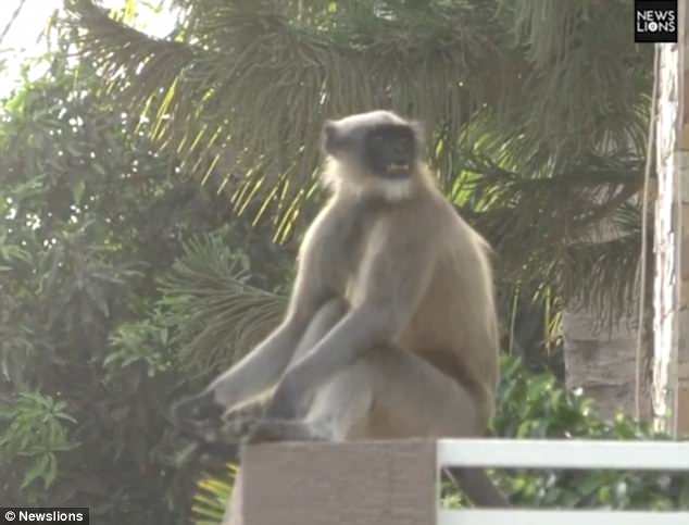 Οικογένειες φοβούνται να βγουν από τα σπίτια τους για να μην τους επιτεθούν μαϊμούδες