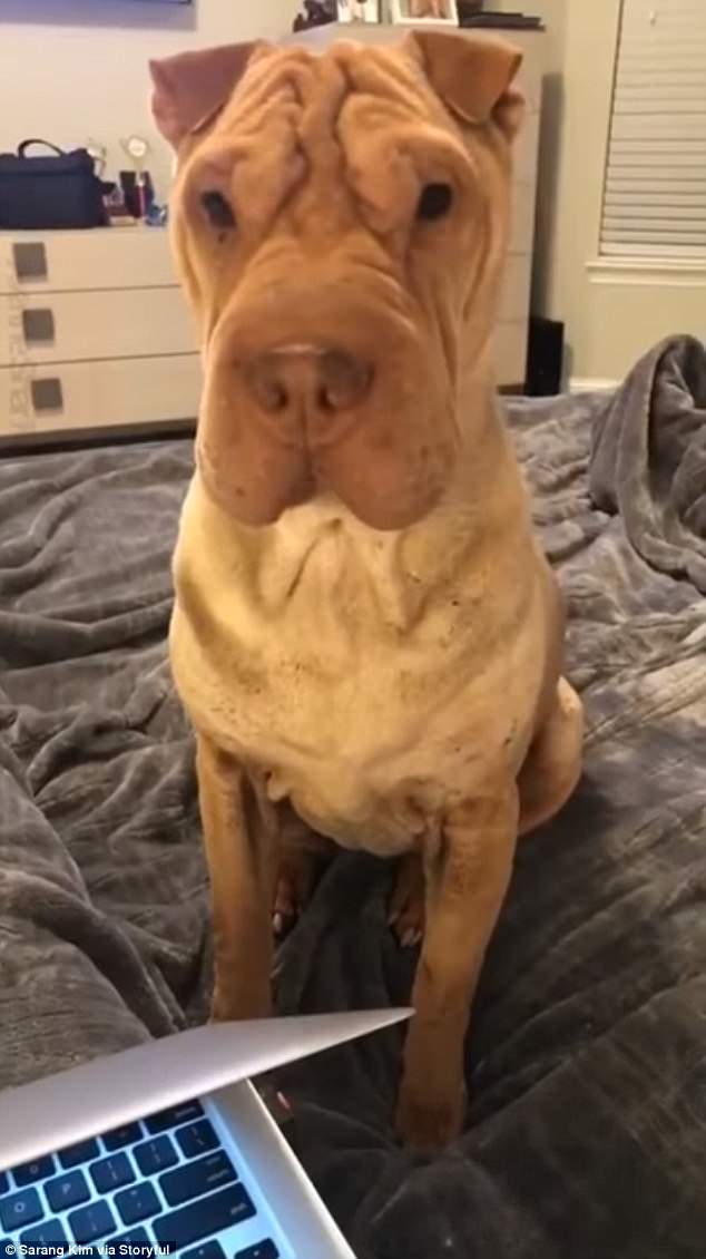 Love me! The sweet pup sat patiently in front of her owner in the video that has been shared more than 2,000 times in Facebook group Dogspotting SocietyÂ 