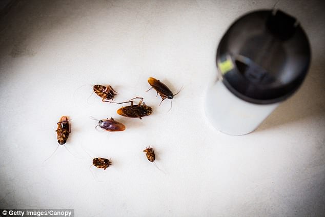 The cockroach crystals, which contain the milk, 'are like a complete food' with 'all the essential amino acids', a researcher from the Institute for Stem Cell Biology and Regenerative Medicine in India has claimed