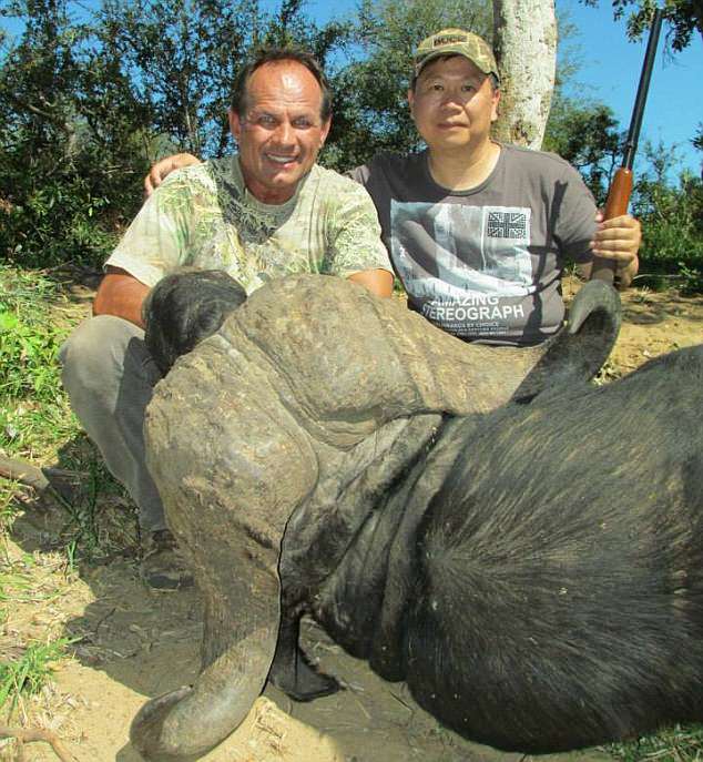 Hunted down:Â Mr Kleynhans was attacked by a large buffalo which tore his femoral artery