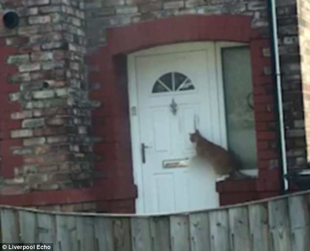 Γάτα χτυπάει ευγενικά το χερούλι πόρτας για να της ανοίξουν