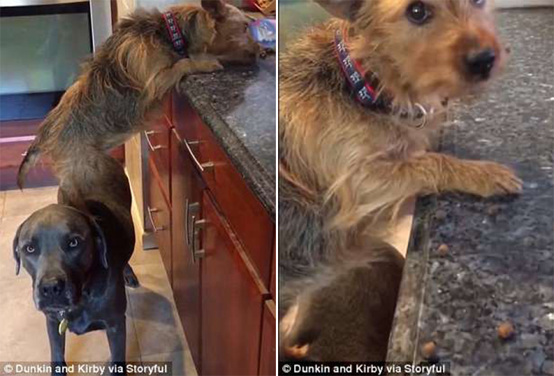 Σκύλος σκαρφαλώνει σε έναν άλλον για να κλέψει φαγητό από τον πάγκο της κουζίνας