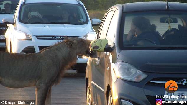 Λιοντάρι προσπαθεί να ανοίξει πόρτα αυτοκινήτου ενώ οι οδηγοί είναι σοκαρισμένοι