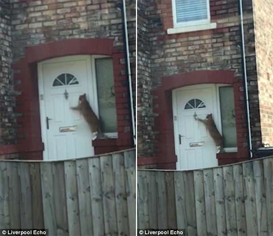 Γάτα χτυπάει ευγενικά το χερούλι πόρτας για να της ανοίξουν