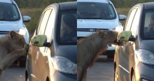Λιοντάρι προσπαθεί να ανοίξει πόρτα αυτοκινήτου ενώ οι οδηγοί είναι σοκαρισμένοι