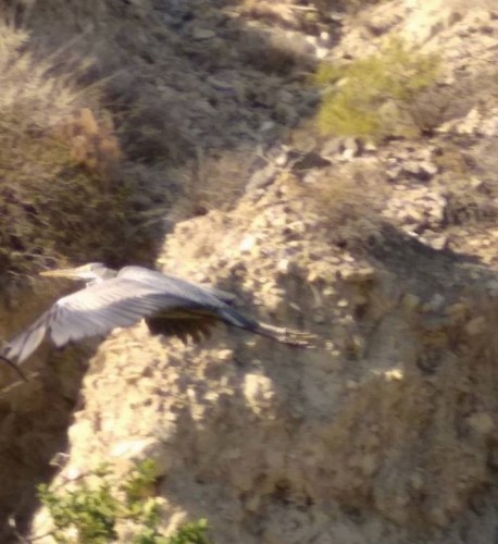 Παράξενο πουλί στην Ιεράπετρα αναστάτωσε τους κατοίκους-pics