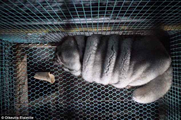 Too fat to walk for fear of breaking their legs the obese animals sit lifeless in their cages waiting to be harvested