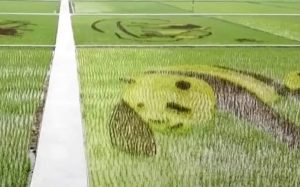 Κάνοντας τέχνη στις φυτείες ρυζιού στην Κίνα
