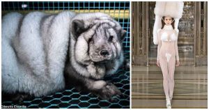 Αρκτικές αλεπούδες βασανίζονται ώστε η πολύτιμη γούνα τους να μετατραπεί σε ακριβά παλτά και αξεσουάρ μόδας
