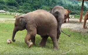 Ελέφαντες σε ρυθμό Μουντιάλ