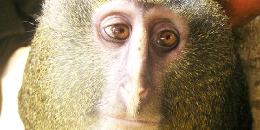 O πίθηκος με τα… ανθρώπινα μάτια (pic)