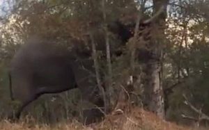 Ελέφαντας ρίχνει δέντρο σε δευτερόλεπτα