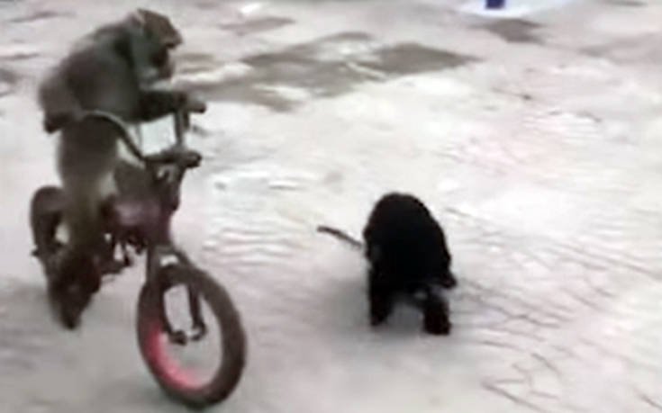Μαϊμού θέλει να ξεφύγει από σκύλο και καβαλάει ποδήλατο
