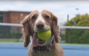 Σκύλοι εκπαιδεύονται να μαζεύουν τα μπαλάκια σε αγώνες τένις
