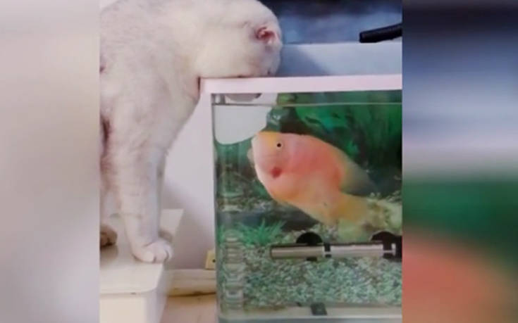 Ψάρι παίζει με τη γάτα