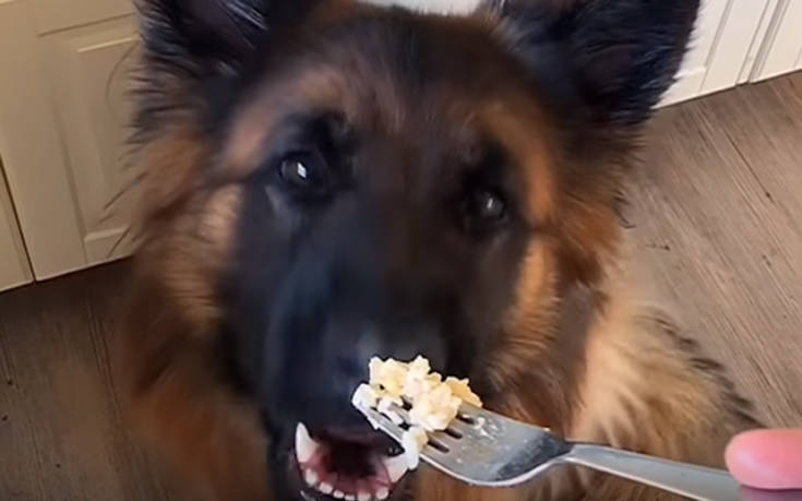 Σκύλος τρώει με πιρούνι