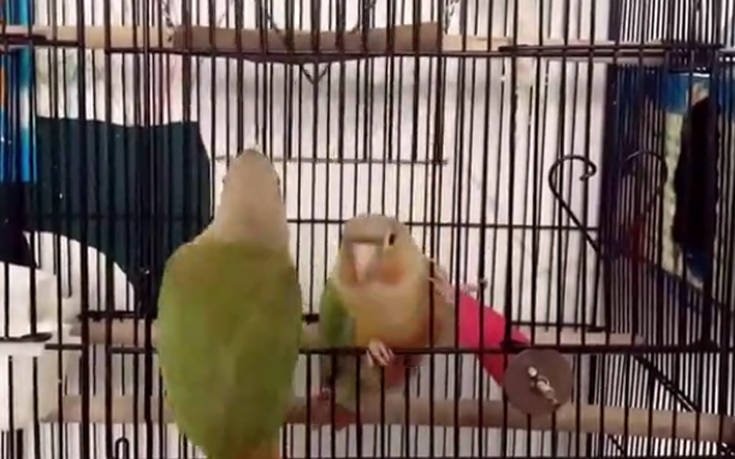 Παπαγάλοι συνεργάζονται και… δραπετεύουν