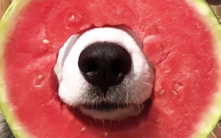 Σκύλοι τρώνε καρπούζι και γίνονται viral