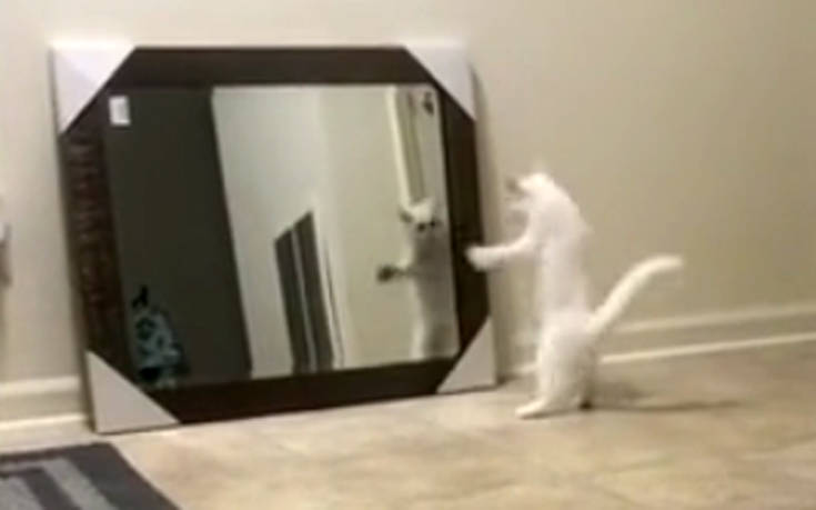 Γάτα βλέπει τον εαυτό της στον καθρέφτη και… φρικάρει