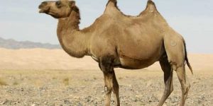Τουρκία:Πουλά καμήλα για να εξαγοράσει.. στρατιωτική θητεία!