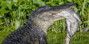 Καρέ καρέ η στιγμή που αλιγάτορας- κανίβαλος τρώει μικρότερο του
