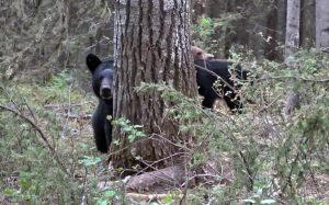 Η ιδέα να βιντεοσκοπήσει τη μαμά αρκούδα αποδείχθηκε άκρως επικίνδυνη
