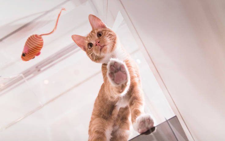 Δέκα παράξενες αλήθειες για τις γάτες που ίσως δεν γνωρίζετε