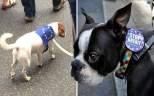 Τα σκυλιά της Βρετανίας… ξεσηκώνονται κατά του Brexit