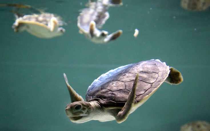 Δέκα παράξενα δεδομένα και αλήθειες για τις χελώνες