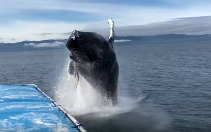 Ήθελαν να δουν φάλαινες από κοντά και έγινε αυτό