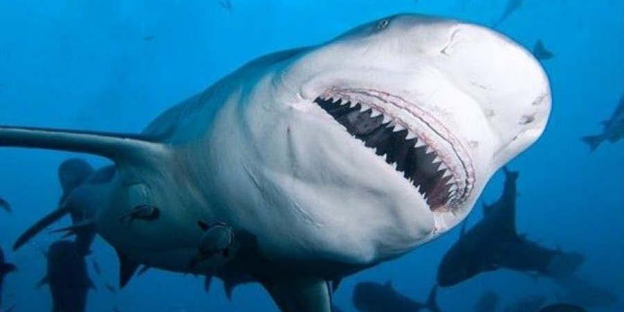 Κι όμως! Ανακαλύφθηκε ο πρώτος vegetarian καρχαρίας!