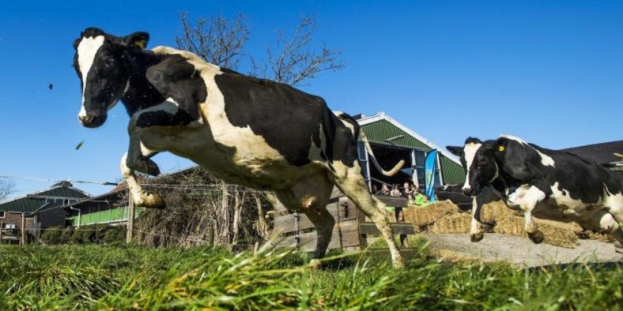 Οι Ελβετοί ψηφίζουν για αγελάδες με κέρατα ή χωρίς!