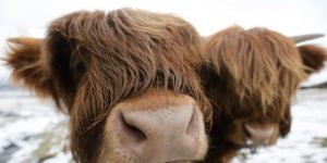 Οι Ελβετοί έκαναν δημοψήφισμα: «Οχι» στις αγελάδες με κέρατα