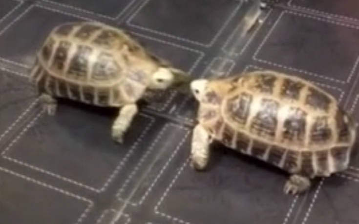 Γιγάντια χελώνα τα βάζει με τον εαυτό της